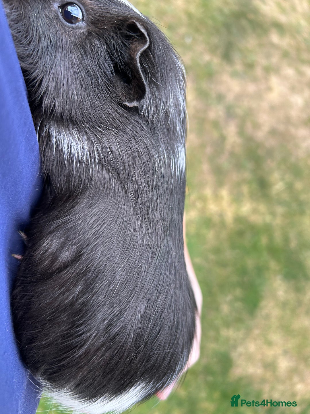 Guinea Pig rodents for sale: 4 gorgeous male guinea pigs available - Image 6