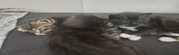 European cats for sale: Adorable Kittens Looking for Forever Homes 🐱❤️ in London - Advert 3