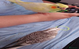 Cockatiels birds for sale: Hand reared silly tame DNA sexed baby cockatiels  - Image 11
