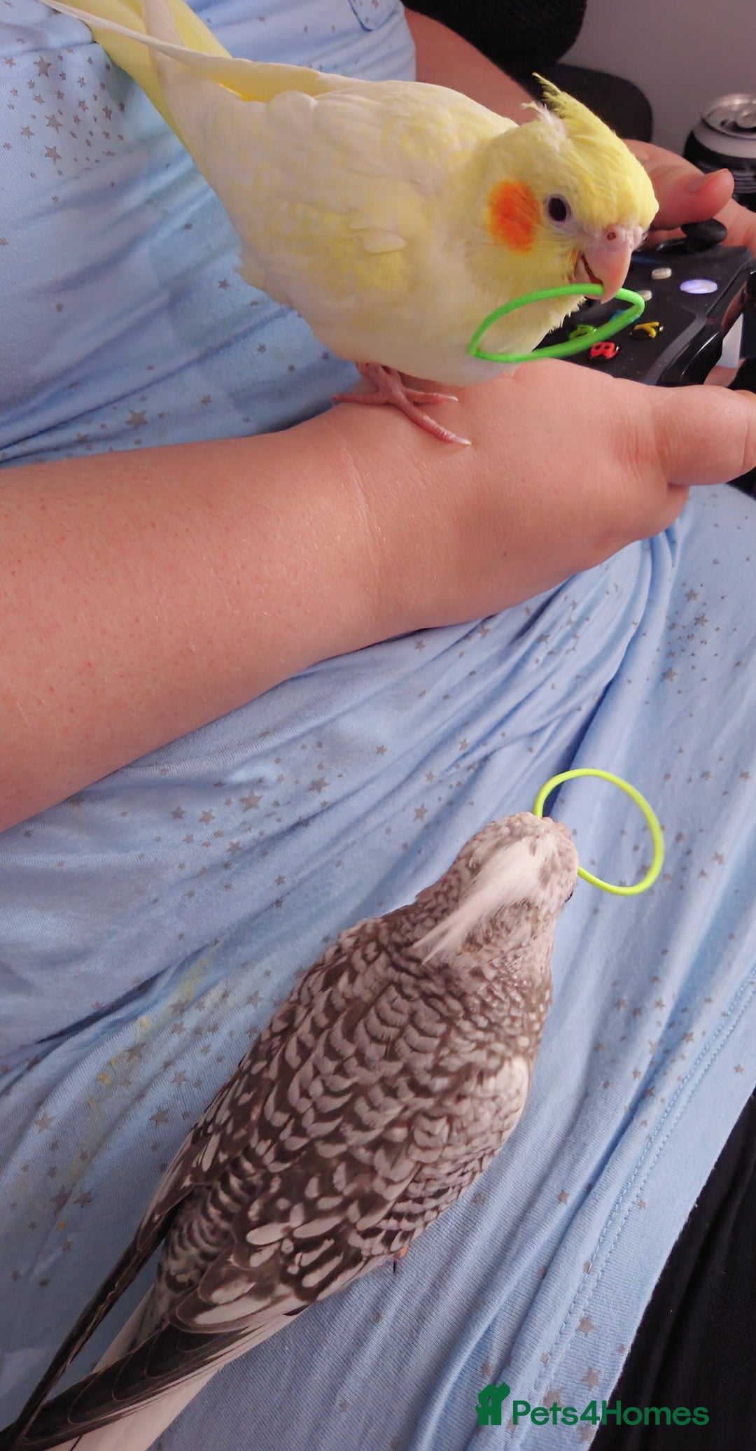 Cockatiels birds for sale: Hand reared silly tame DNA sexed baby cockatiels  - Image 11