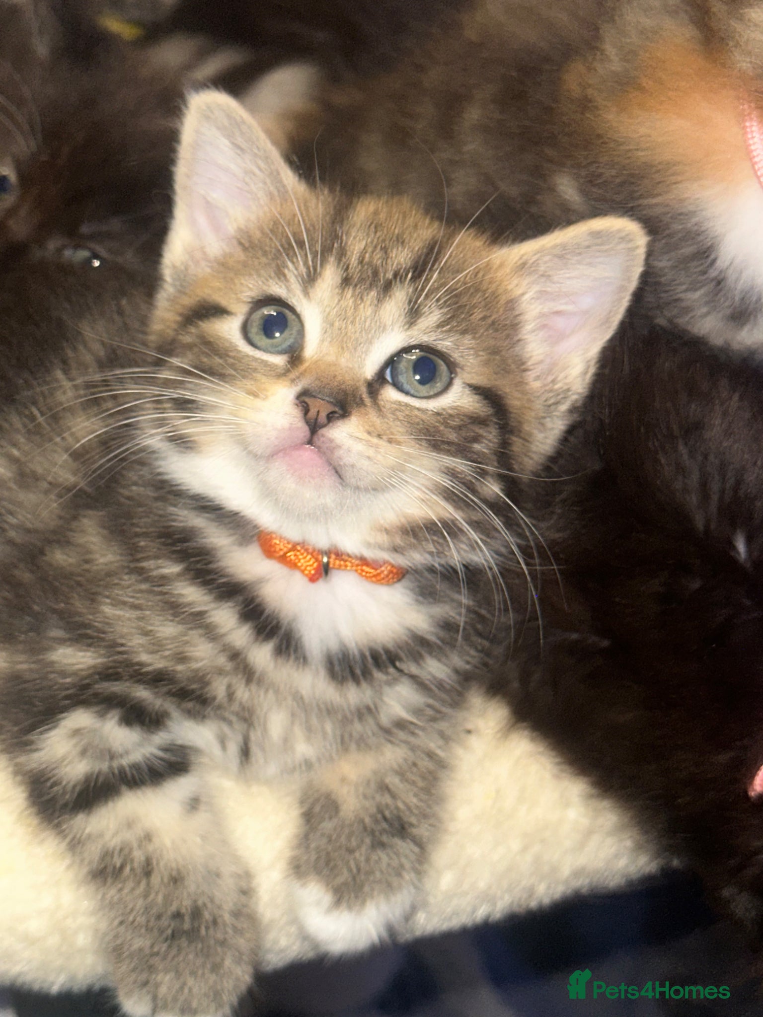 Mixed Breed Kitten 2