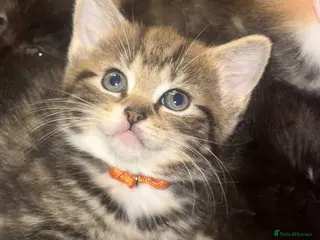 Mixed Breed cats Bengal cross ragdoll - Advert 5