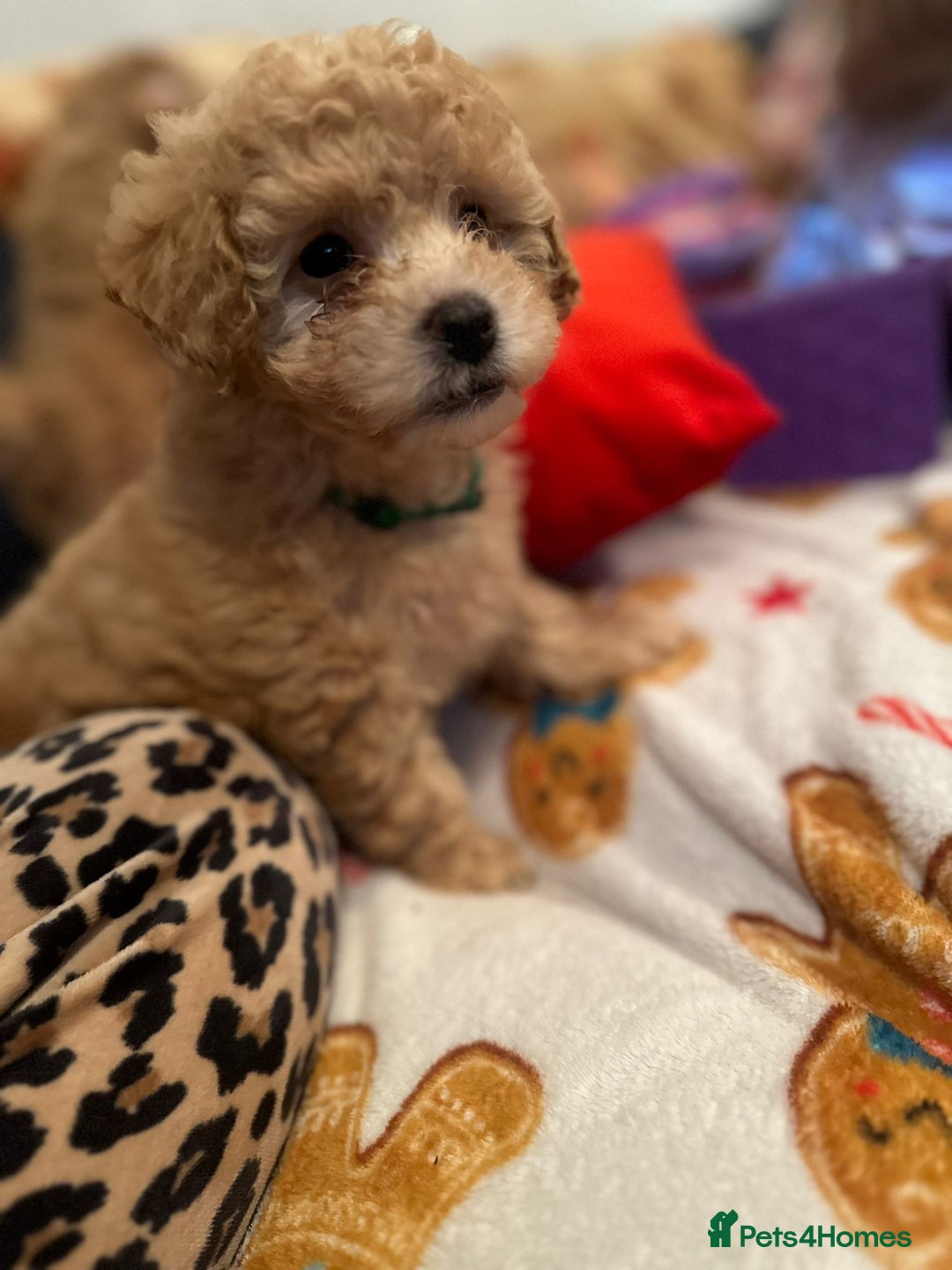 Maltipoo dogs for sale: Stunning Toy Maltipoo pups ❤️ ready on Wednesday! - Advert 8