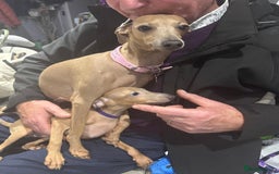 Italian Greyhound dogs for sale: Cream and fawn collection of autumn beauties  - Image 14
