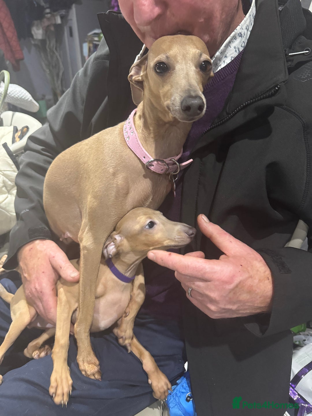 Italian Greyhound dogs for sale: Cream and fawn collection of autumn beauties  - Image 14