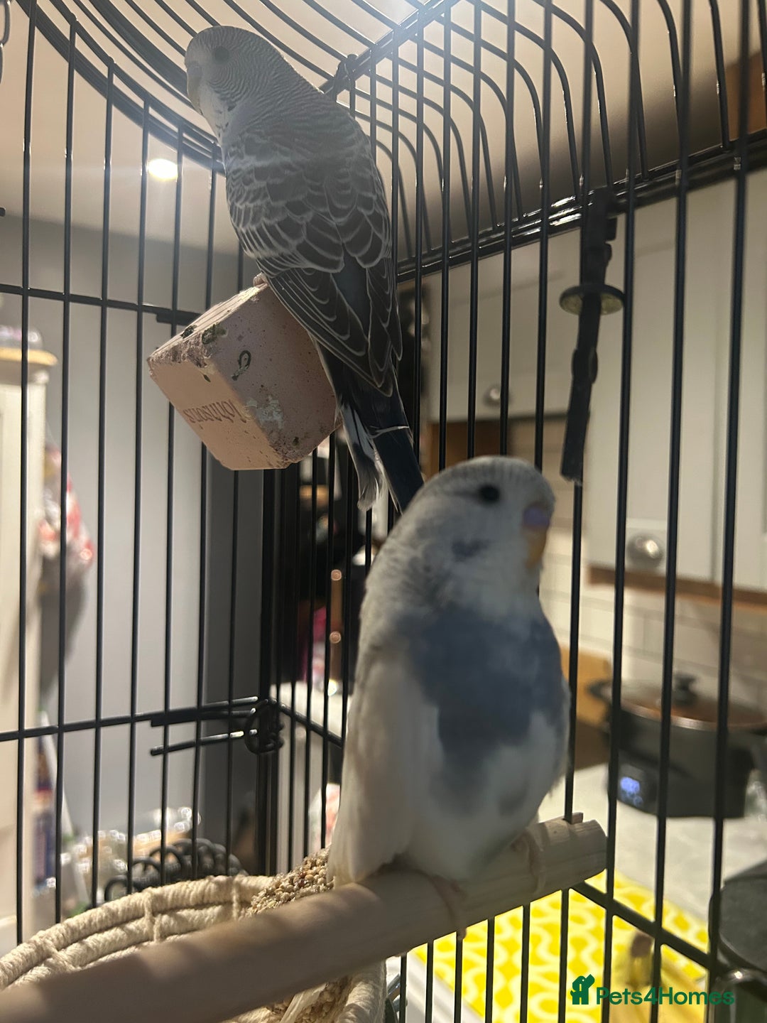 Budgerigars birds for sale: Marley the budgie - Advert 3