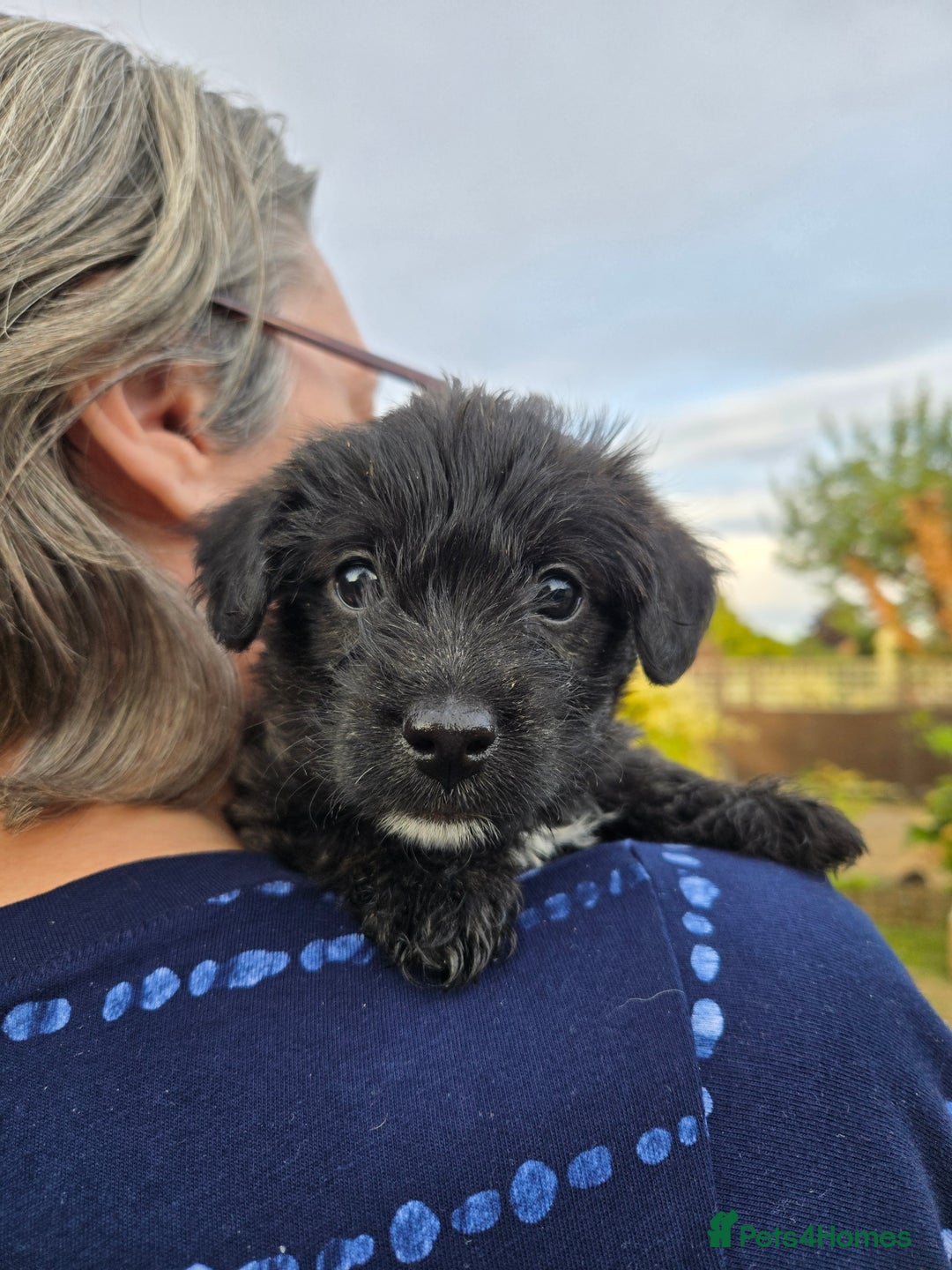 Mixed Breed dogs for sale: F1 Westipoos  - Image 14