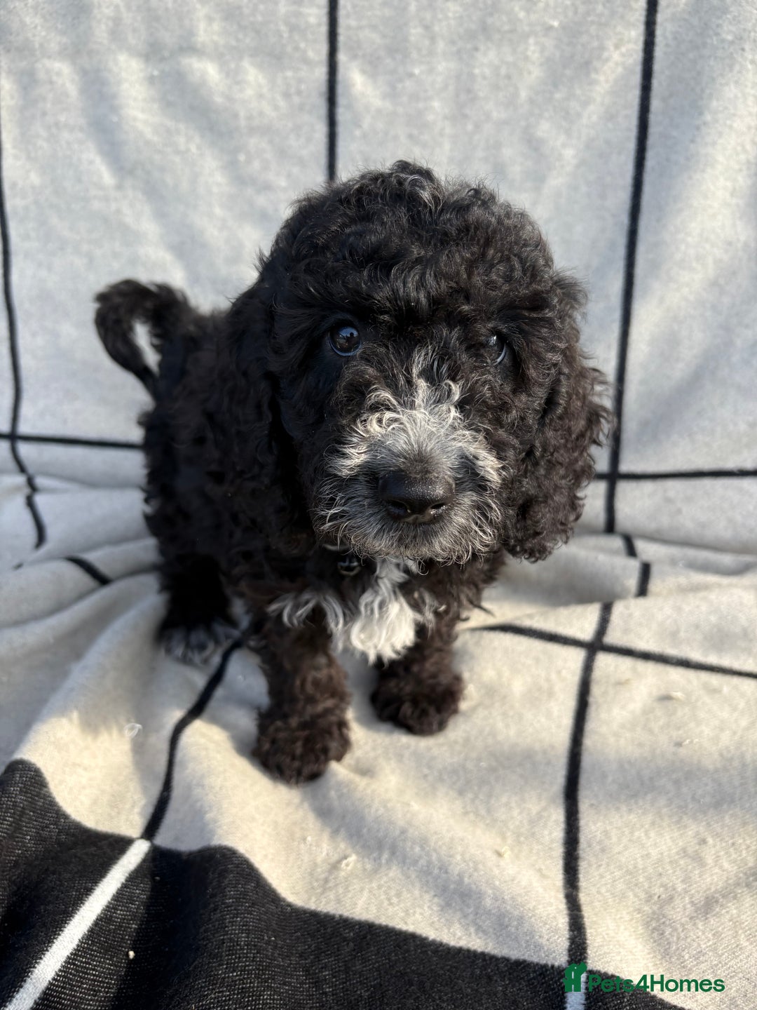 Cockapoo dogs for sale: 🐾STUNNING F1 COCKERPOOS 🐾health tested parents🐾 - Image 10