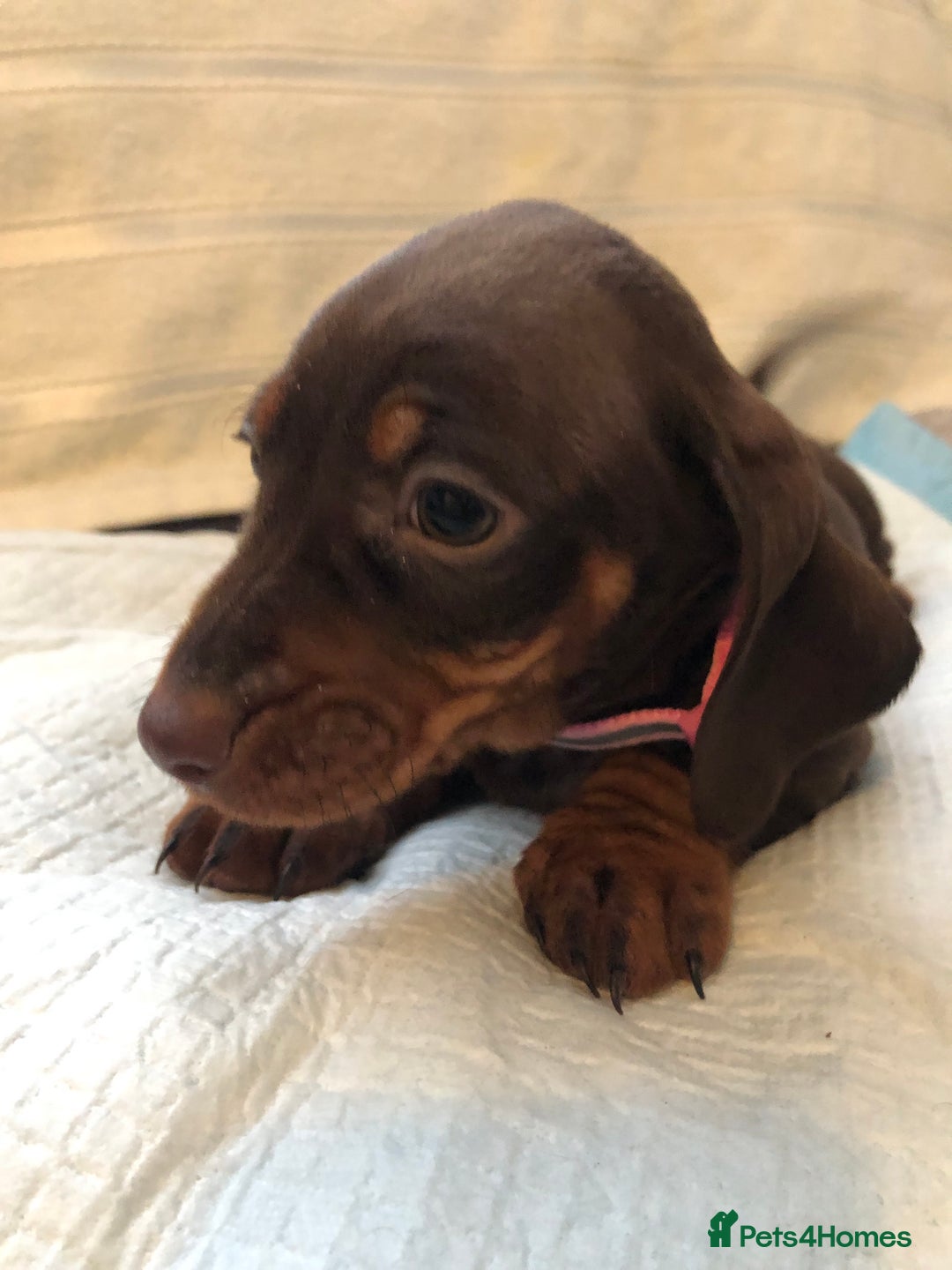 Dachshund dogs for sale: Beautiful miniature dachshund  - Advert 5