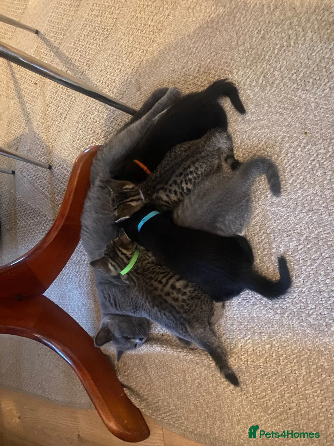 British Shorthair cats for sale: 🐾 5 Beautiful Kittens – British Shorthair Mum  - Advert 2