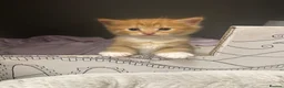Mixed Breed cats for sale: 1 male ginger kitten  in Aberdeen - Advert 5
