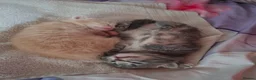 Mixed Breed cats for sale: Little girl looking for her new home - Advert 8