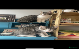 Mixed Breed cats for sale: Bowie and Bean 2 male 10 month old cats for sale  - Image 1