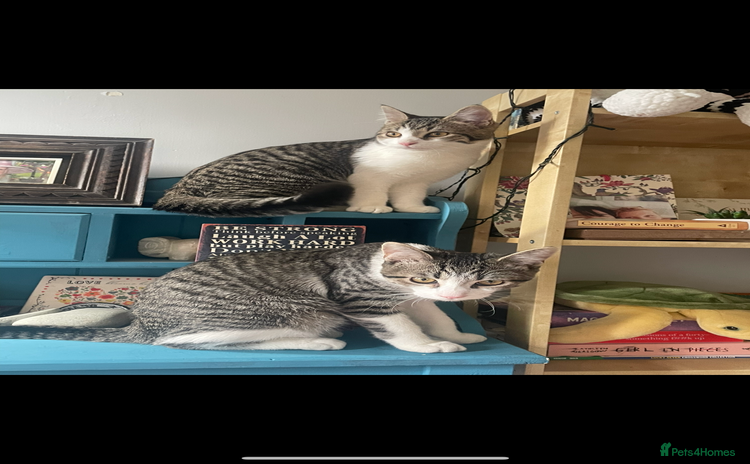 Mixed Breed cats for sale - Advert 1