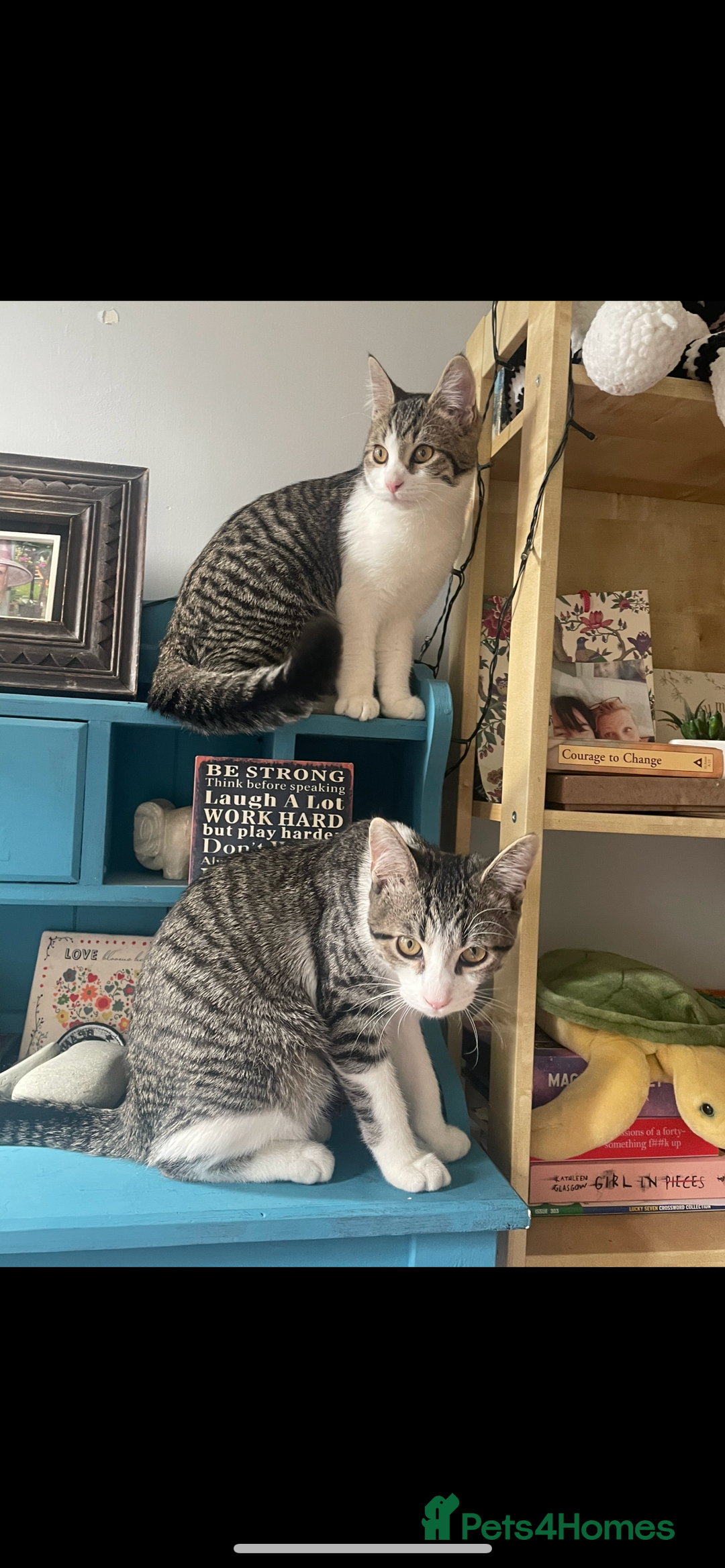 Mixed Breed cats for sale: Bowie and Bean 2 male 10 month old cats for sale  - Image 1
