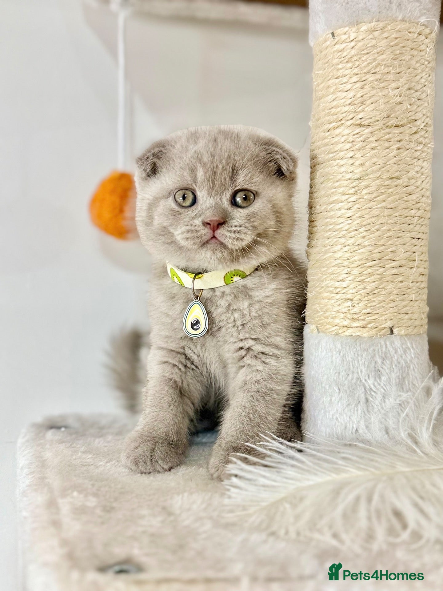 Scottish Fold cats Scottish fold - Advert 1