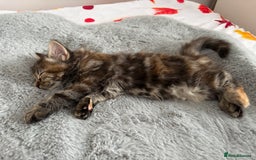 British Longhair cats for sale: Beautiful female kitten (ready now) - Image 4