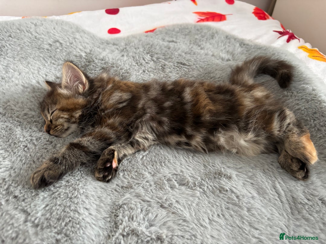 British Longhair cats for sale: Beautiful female kitten (ready now) - Image 4