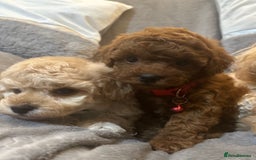 Maltipoo dogs for sale: 🐶 3 Gorgeous Toy Maltipoo F1b Puppies for sale🐶  - Image 23