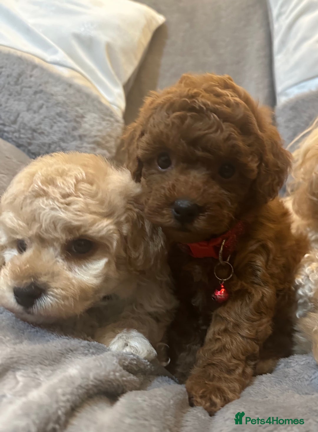 Maltipoo dogs for sale: 🐶 3 Gorgeous Toy Maltipoo F1b Puppies for sale🐶  - Image 23