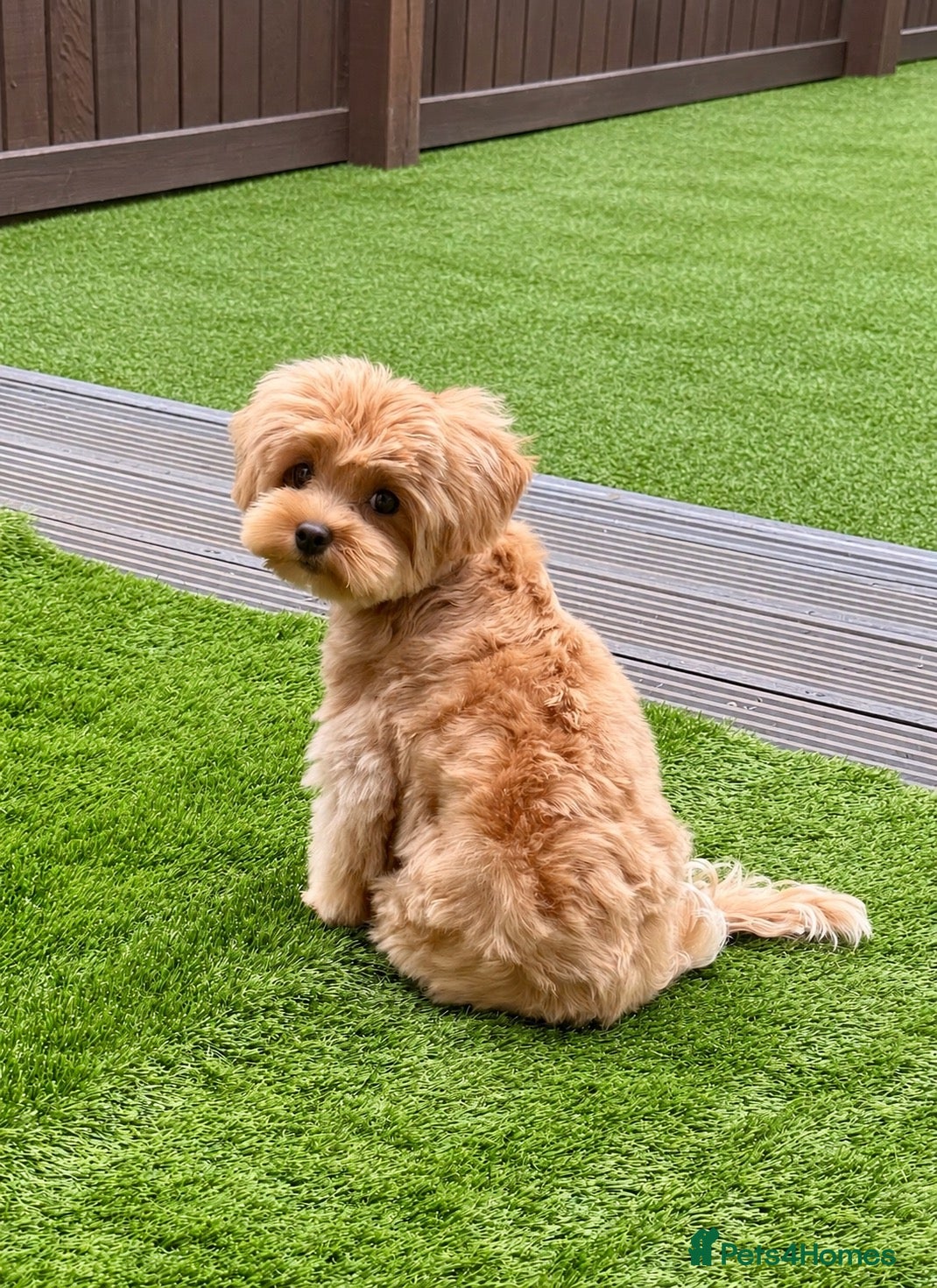Maltipoo dogs Asian/Korean Maltipoo. DNA tested parents. - Advert 1