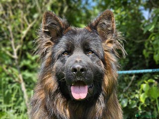 German Shepherd dogs ⭐️KC health Tested proven LUX⭐️ in Leicester - Advert 12