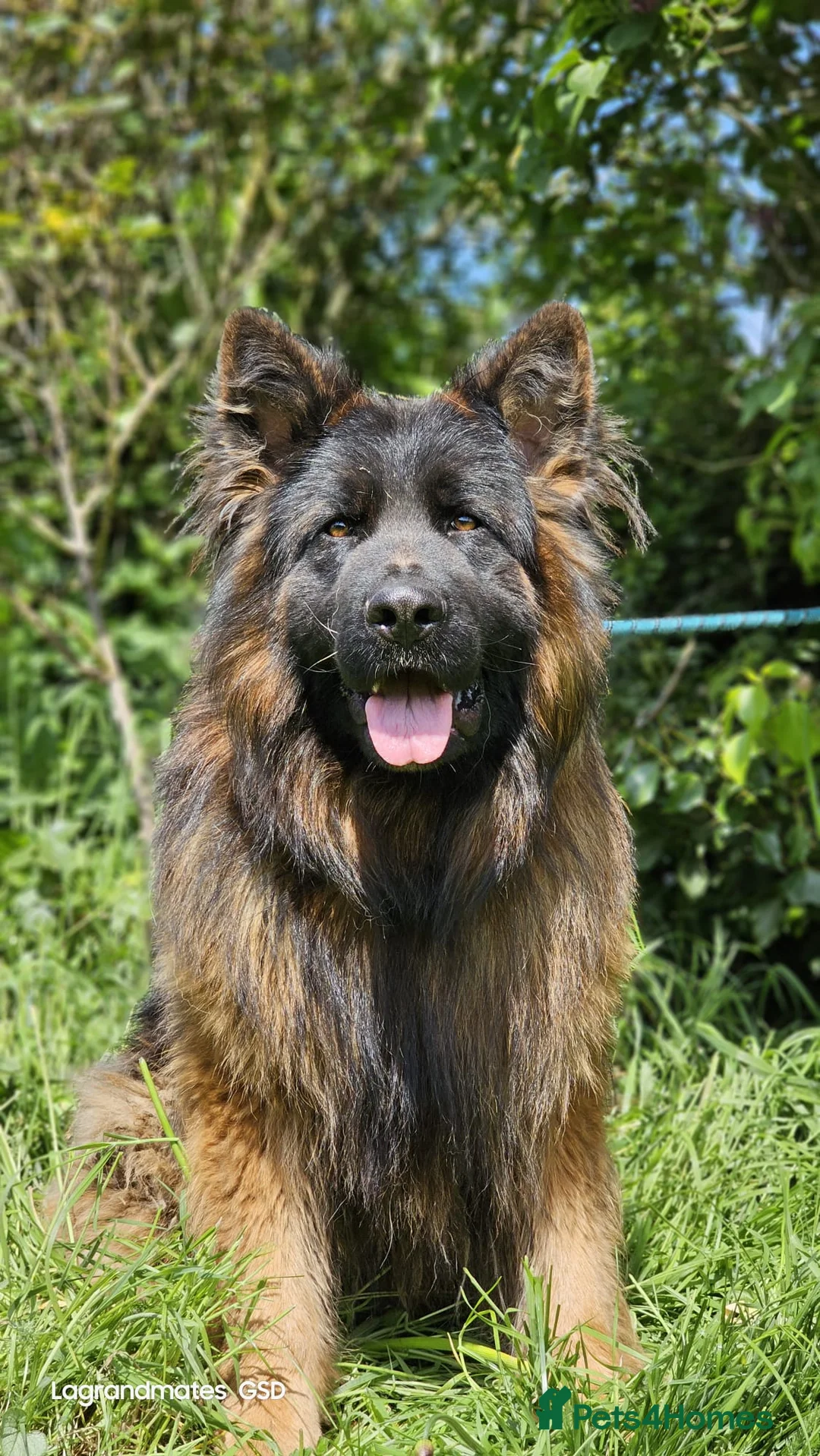 German Shepherd dogs for stud: ⭐️KC health Tested proven LUX⭐️ in Leicester - Advert 1