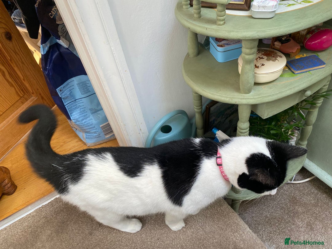 European cats for adoption: Maisie is looking for the perfect forever home - Image 12