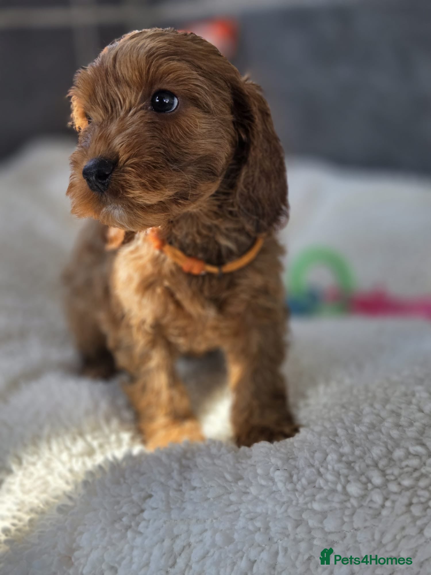 Cockapoo dogs Gorgeous cockapoo pups - Advert 1