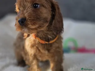 Cockapoo dogs Gorgeous cockapoo pups - Advert 1