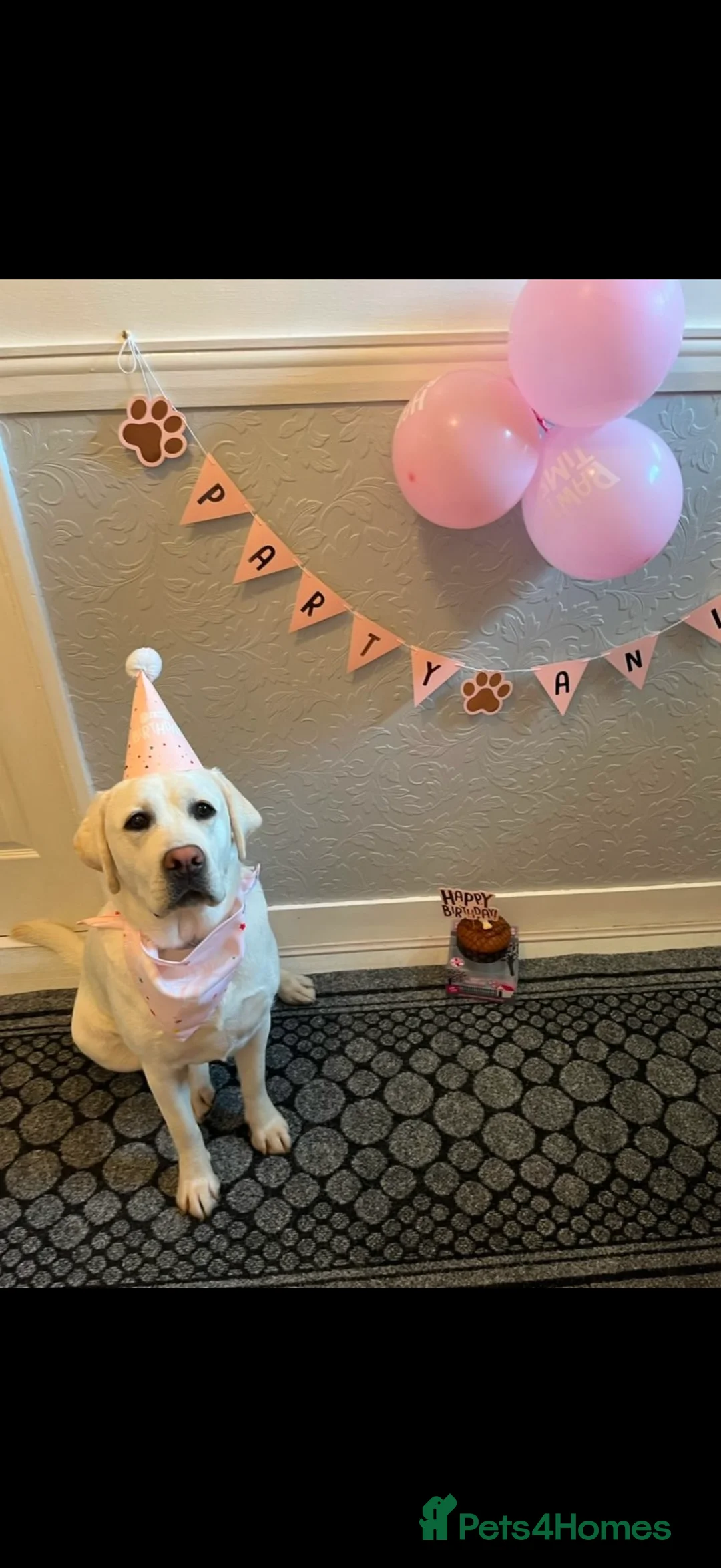 Labrador Retriever dogs for sale: KC Registered Labrador Puppies  - Advert 5