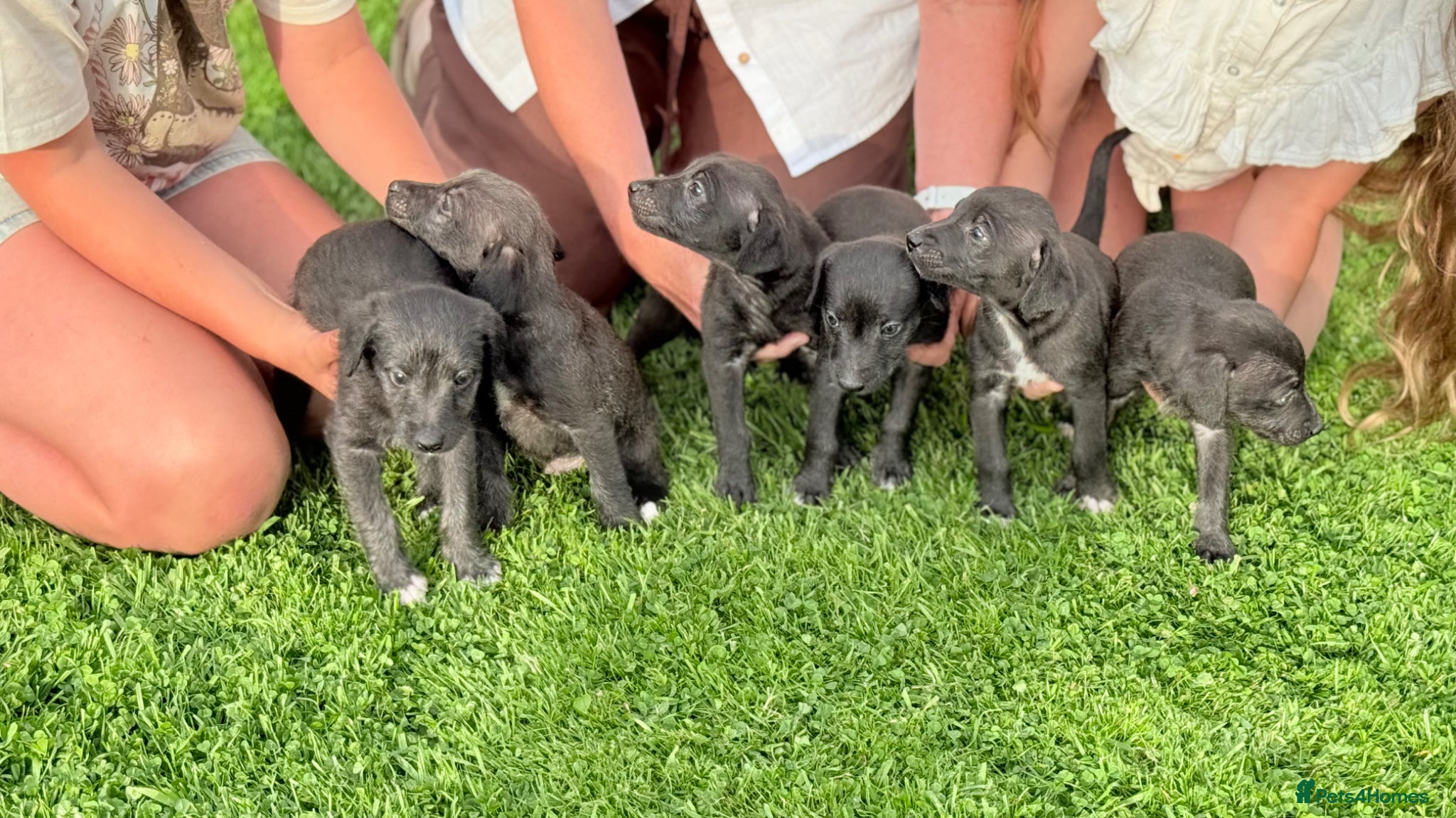 Mixed Breed dogs First Cross Bedlington Whippets - Advert 1