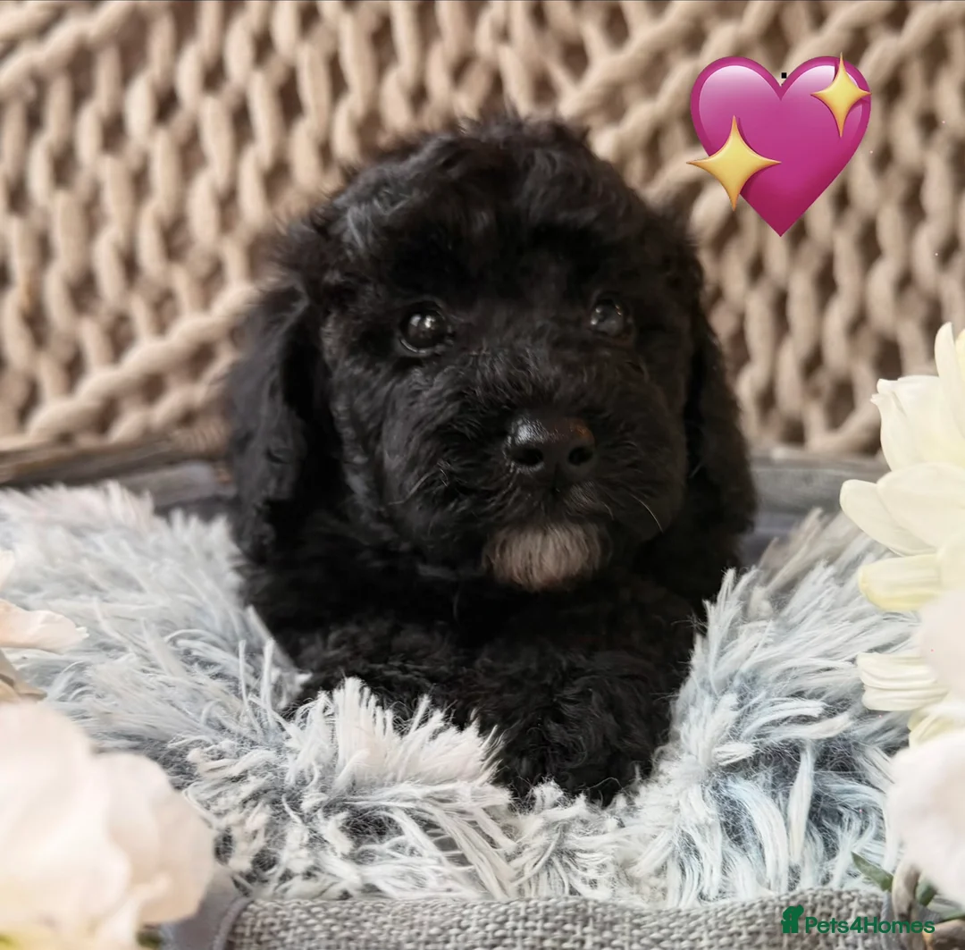 Mixed Breed dogs for sale: DNA HEALTH TESTED miniature Cavapoos 🩷 - Advert 6