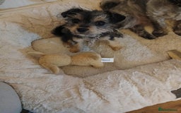 Mixed Breed dogs for sale: Jack russell cross border  - Image 2
