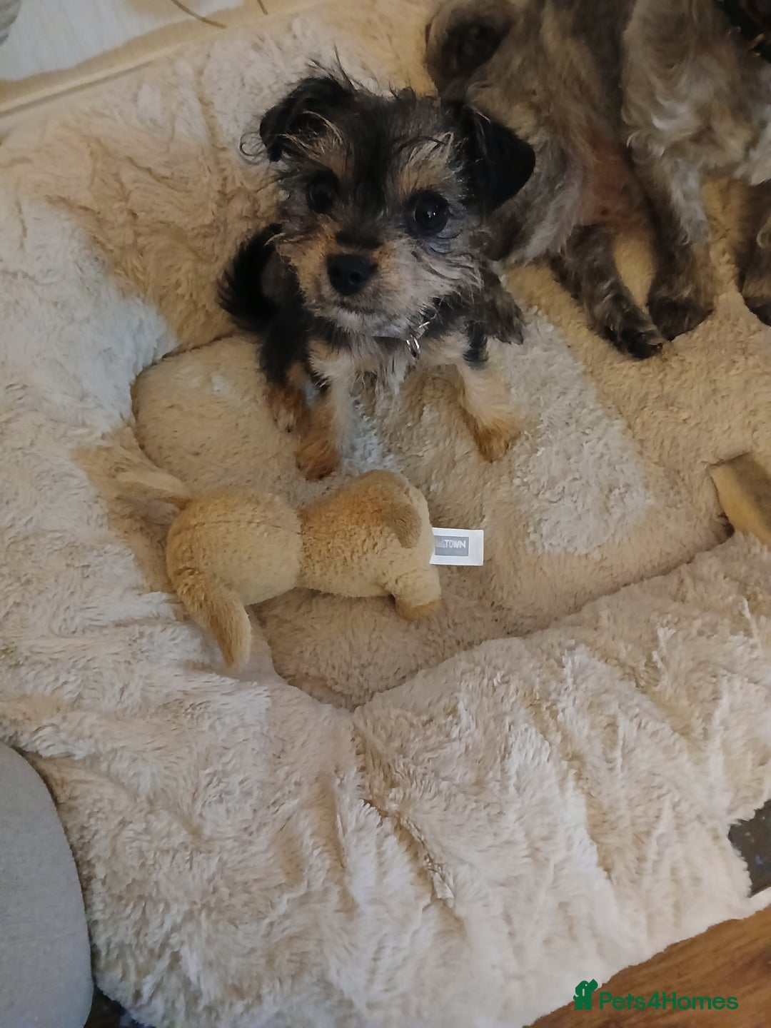 Mixed Breed dogs for sale: Jack russell cross border  - Image 2
