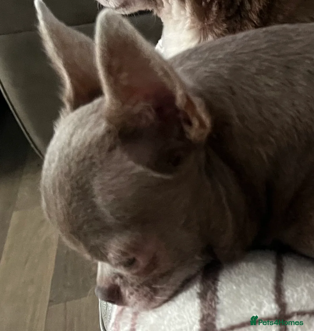 Chihuahua dogs for stud: STUNNING KC LILAC BOY FOR STUD DUTIES  in Birmingham - Advert 4