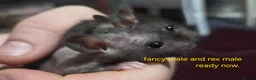 Rat rodents for sale: Dumbo and fancy rats  - Advert 4