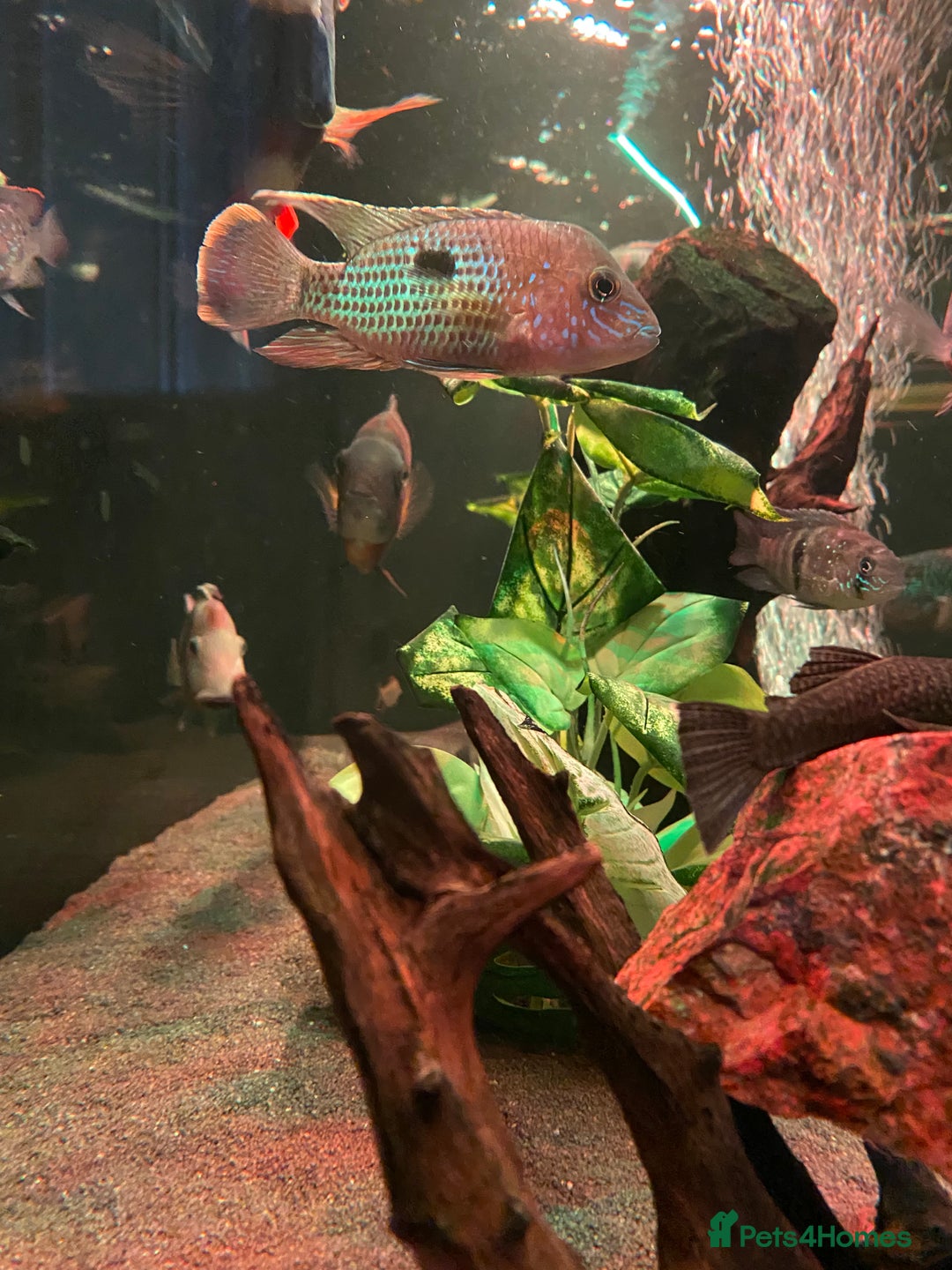 Cichlids fish for sale: Green Terror (Gold Saum variant) for sale - Image 4