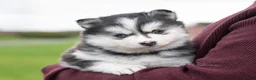Pomsky dogs for sale: F4 Pomsky females from health tested parents - Advert 25