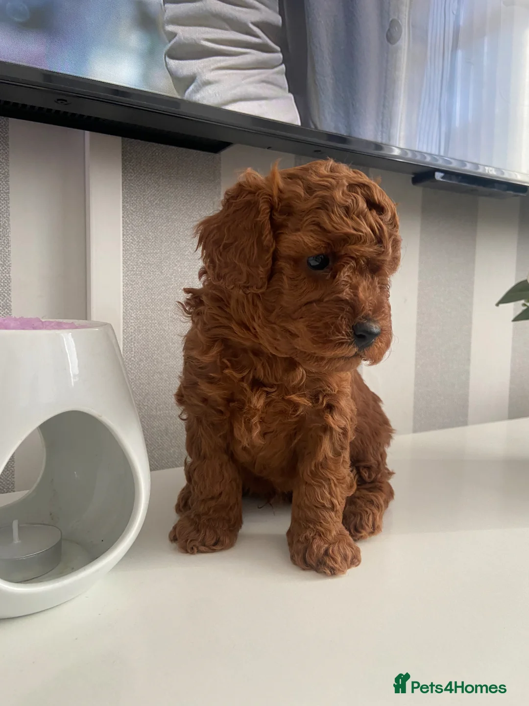 Cavapoochon dogs for sale: Cavapoochons 🐶🐶 - Advert 2