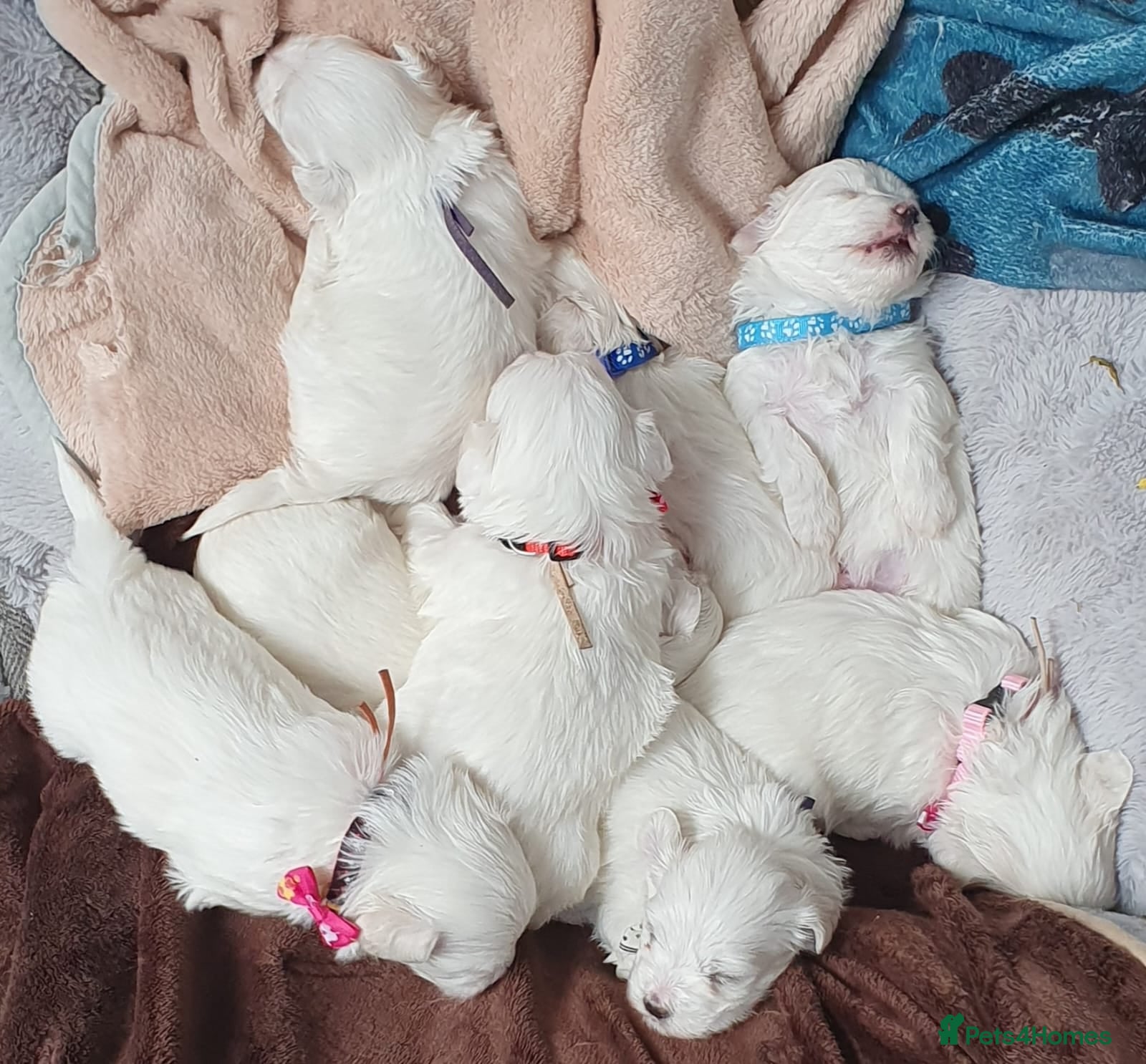 Maltese dogs 🌟KC Registered Maltese Puppies 4 Girls and 4 Boys - Advert 1