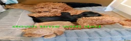 Mixed Breed dogs for sale: Corgipoo x Cockerpoo F2b - Advert 11