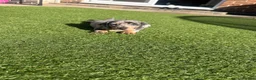 Miniature Dachshund dogs for sale: Miniature dachshund puppy - Advert 2