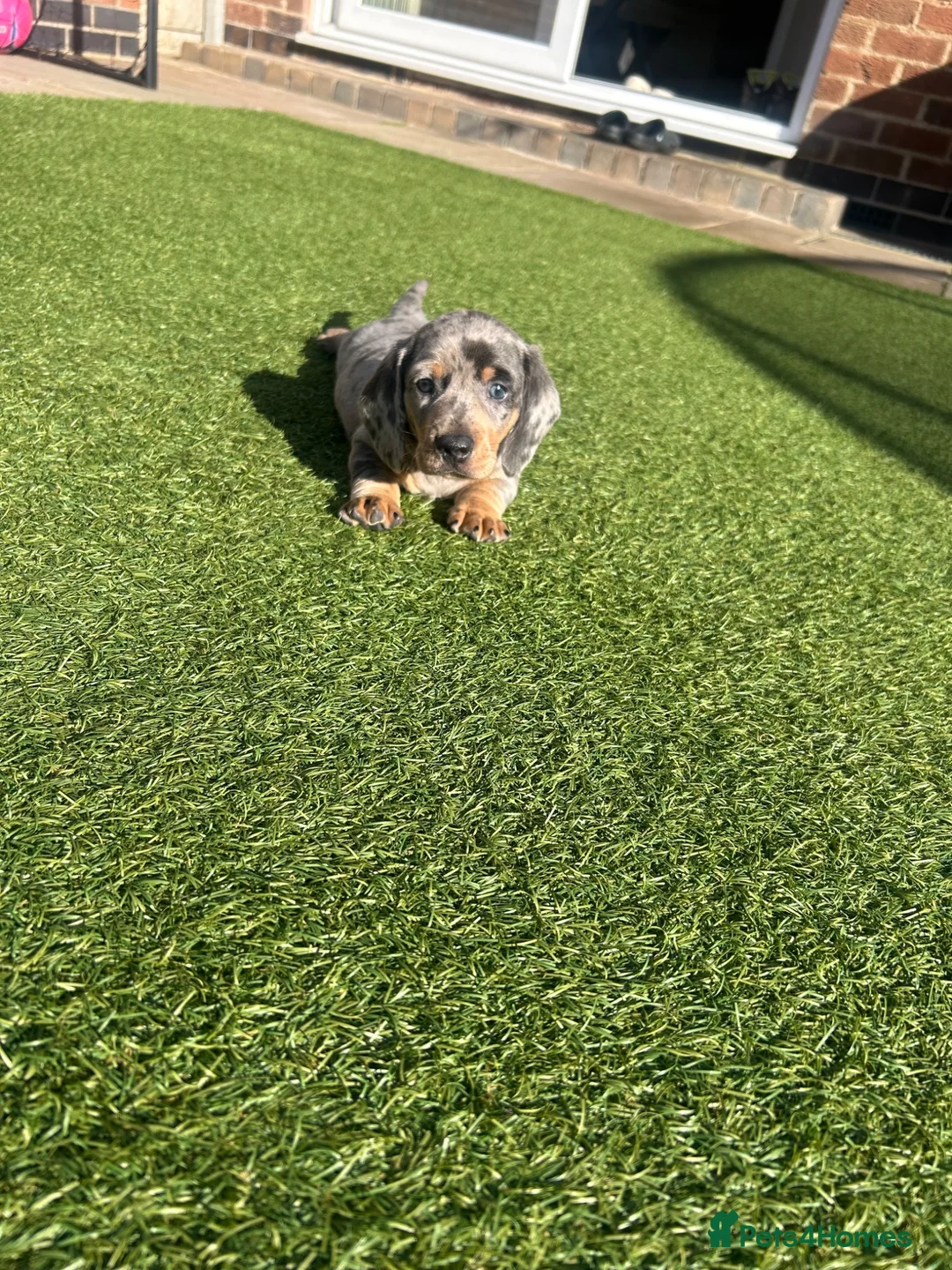 Miniature Dachshund dogs for sale: Miniature dachshund puppy - Advert 2