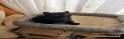 Mixed Breed cats for sale: Black kitten  - Advert 4