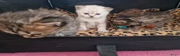 Scottish Fold cats for sale: Stunning Scottish fold straight kitten - Advert 4
