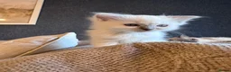 Ragdoll cats for sale: 🐾GCCF registered ragdoll kittens Lilac and blue🐾 - Advert 4