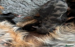 Yorkshire Terrier dogs for sale: Yorkshire terriers - Image 20