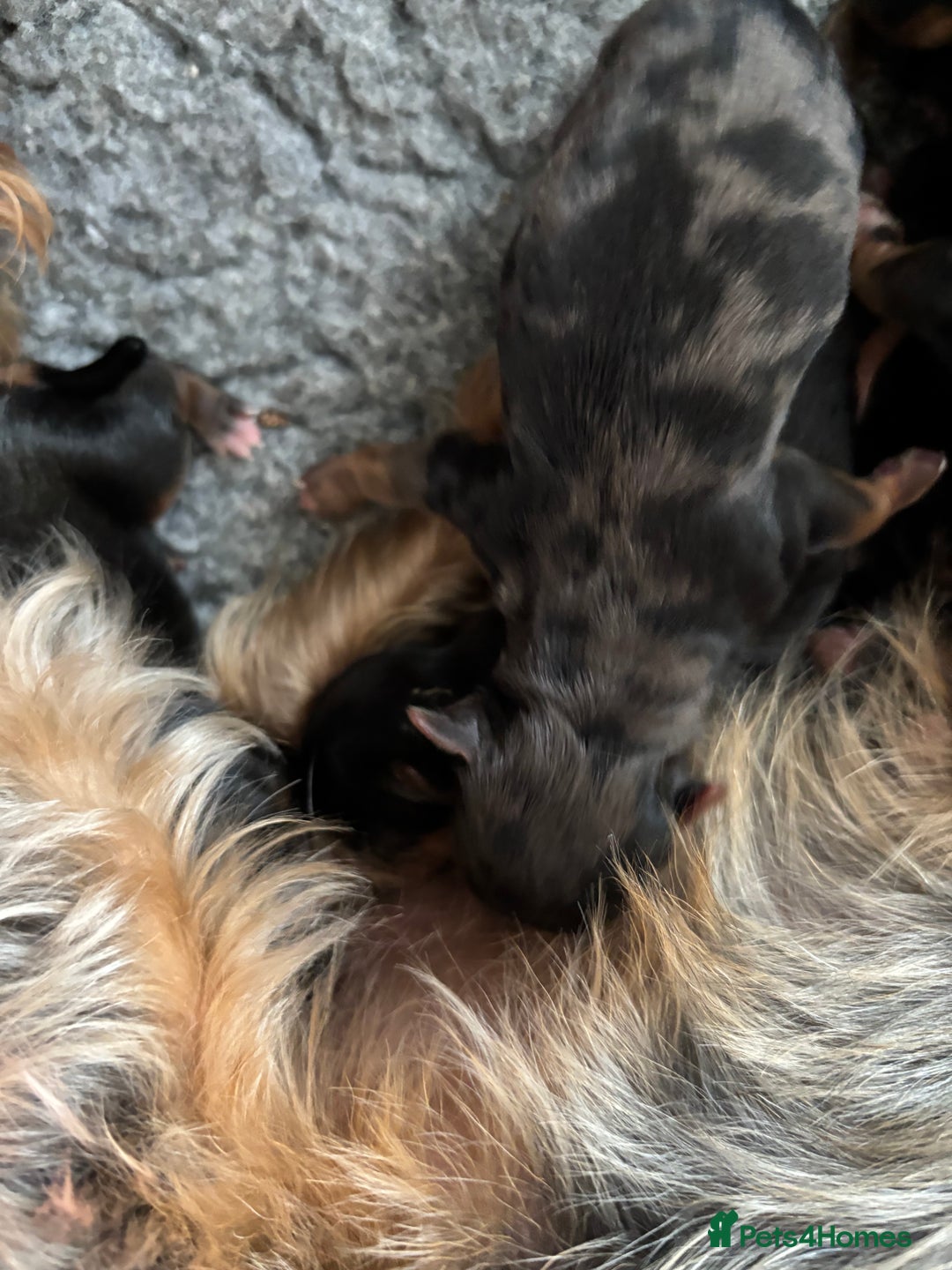 Yorkshire Terrier dogs for sale: Yorkshire terriers - Image 20
