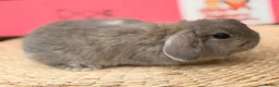 Mini Lop rabbits for sale: Mini lop (plush hypoallergenic)  - Advert 4